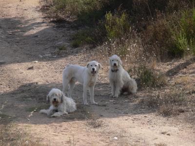 hondjes